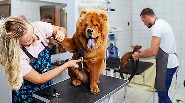 çat operator vakansiya: 28 May ərazisində yerləşən pet grooming studiyamıza təcrübəli və işinə — 1