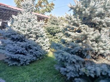 Декоративные деревья: Ели голубые (Иссык-Кульские) и туя западная для озеленения участка — 8