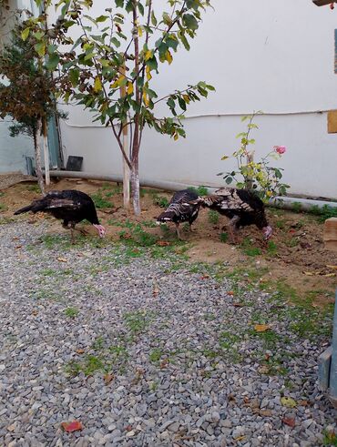 Cücələr: Hinduşka cücələri, Damazlıq — 24