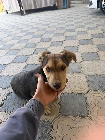 husky dog: Щенок метис, компактного среднего размера очень энергичная и ласковая — 1