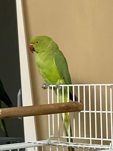 Tutuquşları: Ojerelya Arjelya Ajarelya Ojeralya Tutuquşu Yaşıl Pakıstan Tutuquşu — 10