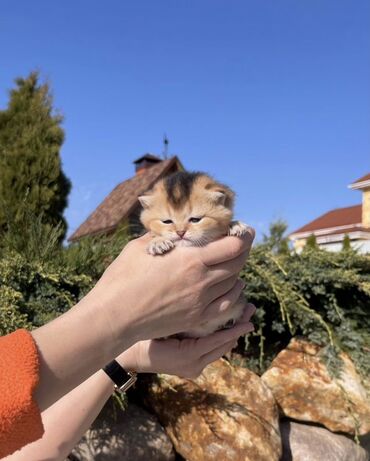 породистая кошка: Британская короткошёрстная, 1 месяц, Мальчик, Золотая шиншилла, Приучена к лотку, Проглистована, С документами