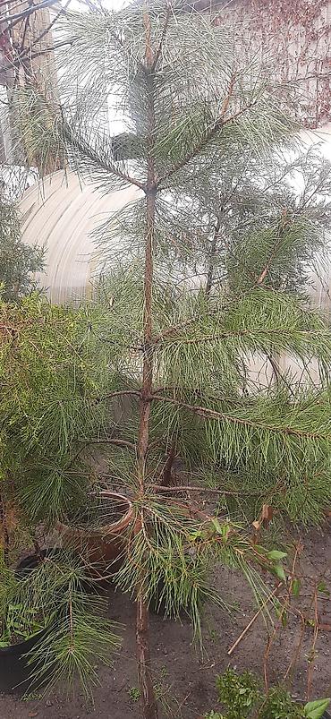 Пион: Пионы климатис, глициния, чёрную смородину, магонию, фундук — 15