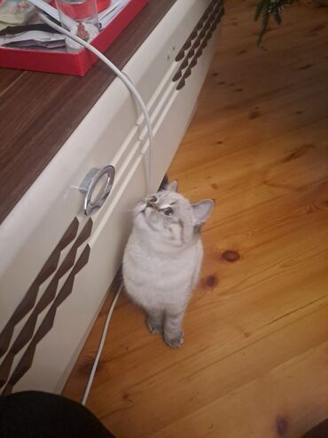 Pişiklər: Britan, Dişi — 3