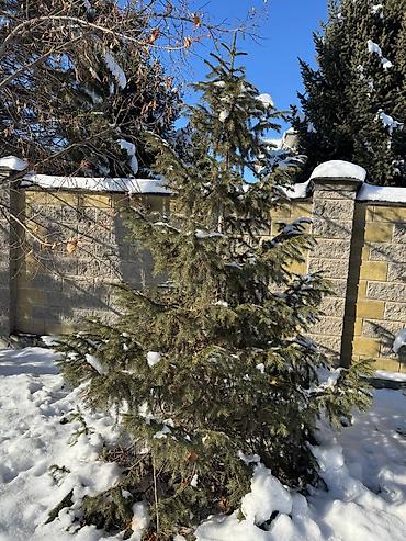 пересадка ели: Продаю ели голубые и обычные, высота от 2 метров. Самовывоз загород — 7