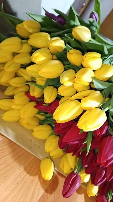 Теплицы: 🌷 Тюльпаны на продажу! Свежие, качественные, выращиваем сами. С — 11