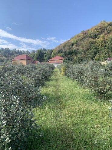 Torpaq sahələrinin satışı: 70 sot, Kənd təsərrüfatı, Bələdiyyə, Texniki pasport — 9