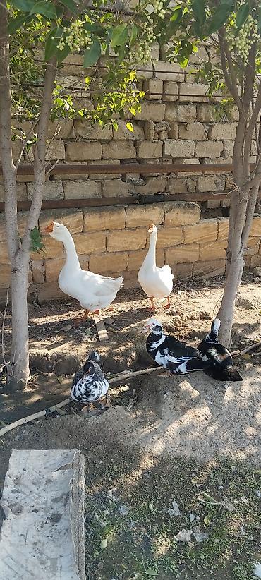 derzi quşu: Xalmaqorla qarişıqdır 6 aylıq tam sağlam 2 ədəddir 2də erkəkdir qiymət — 5