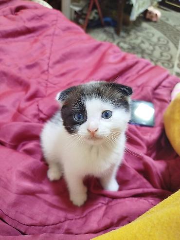 Кошки: Британская, Самец, Самовывоз — 1