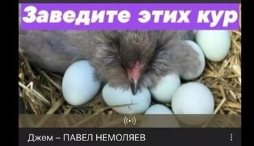 яйца: Продаю | Инкубационные яйца | Для разведения