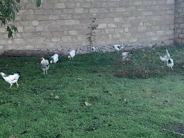 Toyuqlar: Toyuq, Damazlıq, Ünvandan götürmə — 4