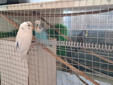 Tutuquşları: 3 eded Tutuqusu. hamisi 50man. 2si Erkek,1i disidi.Qefesde qiymete
