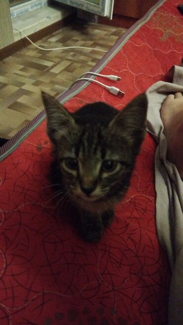 сколько стоит шотландская кошка: Кошка даром: Беспородная, 2 месяца, Мальчик, Приучена к лотку, Проглистована