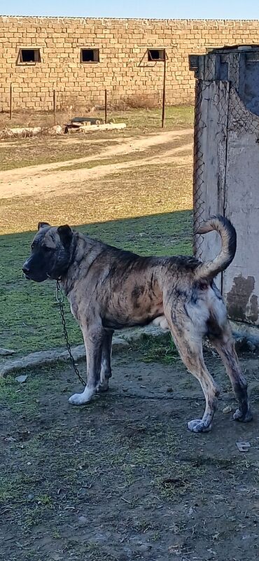 İtlər: Qurdbasar, 1 il, Erkek, Peyvəndli, Ödənişli çatdırılma — 2