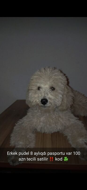 İtlər: 3 ay, Dişi, Peyvəndli — 16