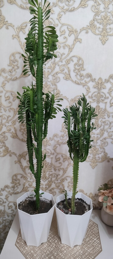 Кактусы: 🌿 Продаю домашние растения 🪴 Красивые, ухоженные и полезные для вашего — 1