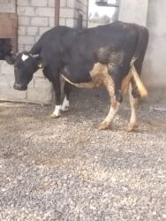 xacmaz inəy: Qısırdı ətlikə satılır 3 bala verib