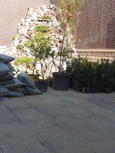 Bağbanlar: Bağban xidməti qazon biçmək ağacların biçilməsi budanması — 15