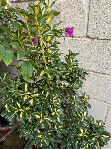 Другие виды семян и саженцев: Колеусы есть в стаканчиках и большие — 12