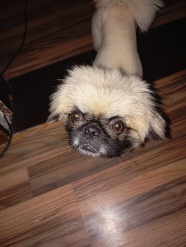 İtlər: Pekines, 1 ay, Erkek, Cütləşmə üçün, Ödənişli çatdırılma