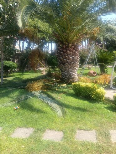 Təmizlik: Təmizlik | Kafe, mağazalar, Həyətlər | Ümumi təmizlik — 2