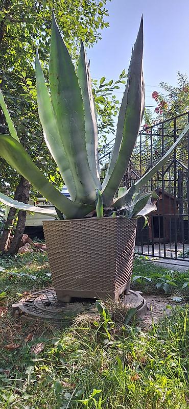 кончи: Агава американская (Agave americana) в горшке - Крупное декоративное — 3