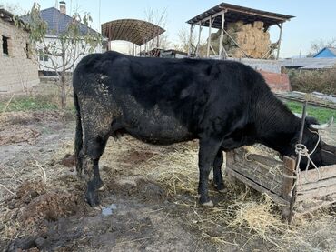 молочное оборудование: Сатам | Уй (ургаачы) | Сүт алуу үчүн