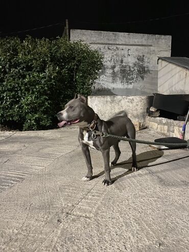 İtlər: Pitbul