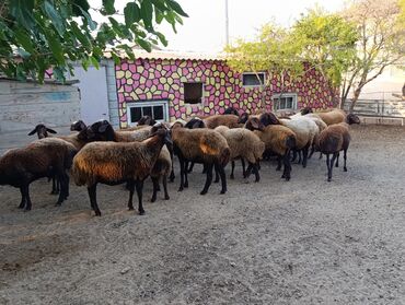 yenot xəzindən qadın şubaları: Qoyun,quzu,qoc,qoyunlar. damazlıq cavan,saglam heyvanlardir