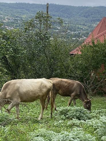 Mal-qara: Dişi, il: 7, 65 kq, Südlük — 3
