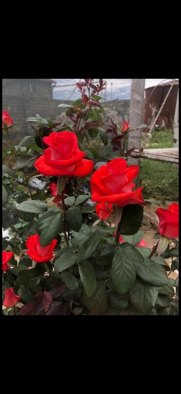 Şitillər: Məhsul: Gül kolları (gül fidanları) Təsvir: soyuqa davamlı 2 azn 3 — 10