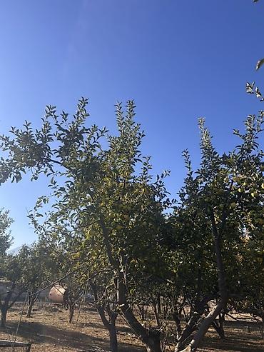 фазан купить мясо: Яблоня плодоносящая. приходи и собери сам яблоки 🍎!!!!и отдохни — 1