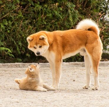 японская собака акита: Продаются щенята Акита Ину, фотографии родные (свои)