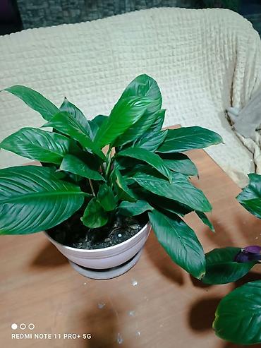 день сяпина: Спатифиллум (Spathiphyllum) в горшке - Пышный куст с крупными — 3