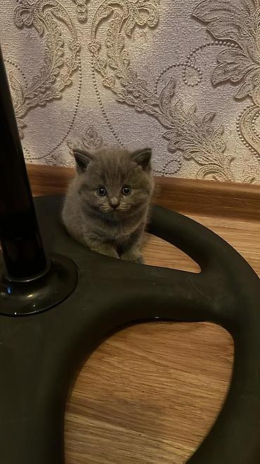 Pişiklər: Britan — 9