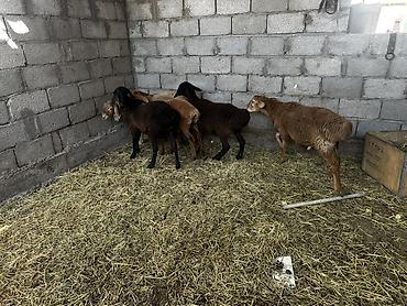 Баран, овца: Продаю | Баран (самец) | На забой at lalafo.kg — 10 Баран, овца: Продаю | Баран (самец) | На забой — 10