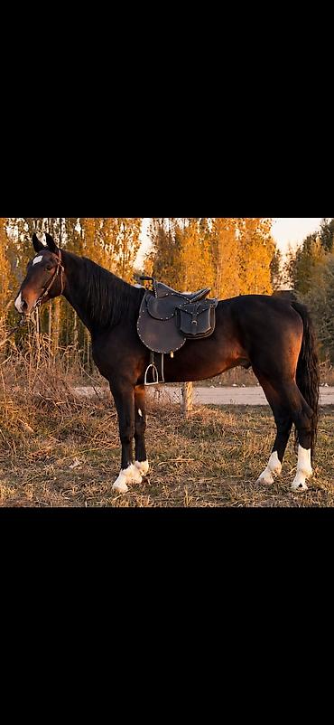 ээр токун: Продаю | Конь (самец), Жеребец | Кара Жорго | Для разведения, Рабочий, Конный спорт | Племенные, Осеменитель — 8