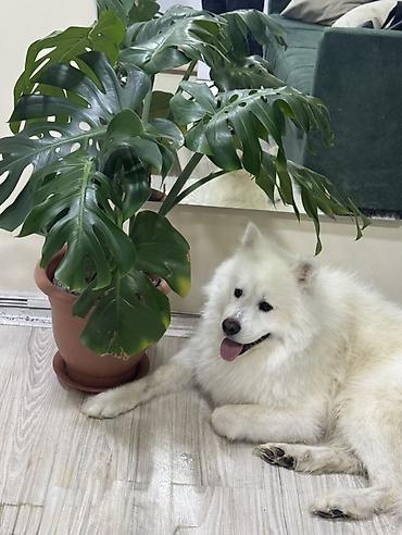 samoyed satılır: Samoyed, Erkək — 2