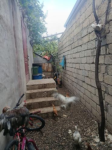 sut satisi: Bakı, Xocəsən, 2 kv. m, 3 otaqlı, İnternet, Telefon, Qaz — 5