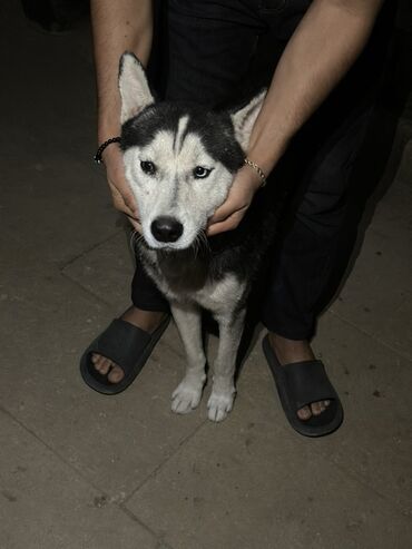 İtlər: Xaski, 1 ay, Erkek, Peyvəndli, Ödənişli çatdırılma — 5