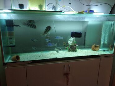 akvarium balıqlarının satışı: Tecılı 10luq şüşədən alt ve yuxarı hissəsində berkidmeler olan uzunu