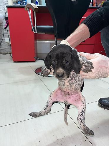 İtlər: Peyvəndli — 2