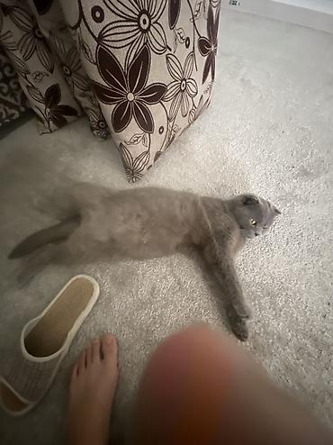 Продажа кошек: Шотландская вислоухая кошка (Scottish Fold), окрас сплошной голубой — 6