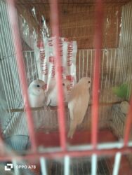 ağ qara pişik: Başlıq: Yeni yemə düşmüş balalar – “Jones” qarşığı, çox gözəldirlər –