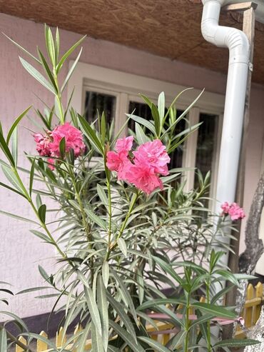 лавровое дерево купить: Олеандр розовый (Nerium oleander) - Кустарник с яркими