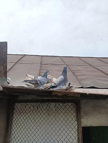 Птицы: Продаю молодых голубей 1 шт стоит пятьсот сом окончательно родители — 11