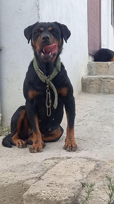 İtlər: Rotveyler, 2 ay, Erkək, Peyvəndli, Ünvandan götürmə -da lalafo.az — 25 İtlər: Rotveyler, 2 ay, Erkək, Peyvəndli, Ünvandan götürmə — 25
