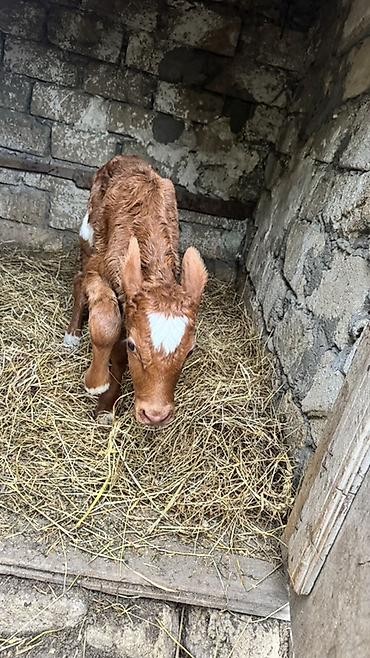 brama satisi: İki baş erkək simmental buzovlar satılır. Yalnız və yalnız real — 9