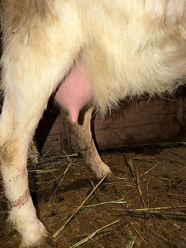 Козы, козлы: Продаю | Козлёнок | Для разведения — 13