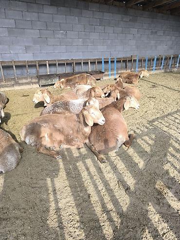 Баран, овца: Продаю | Ягненок | Арашан | Для разведения | Ярка at lalafo.kg — 6 Баран, овца: Продаю | Ягненок | Арашан | Для разведения | Ярка — 6